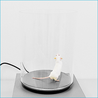 Hot Plate, Behavioral and Functional Neuroscience Laboratory